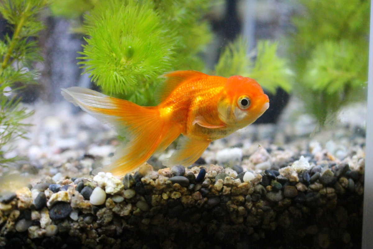 金魚とオトシンクルス ゆかbooブログ